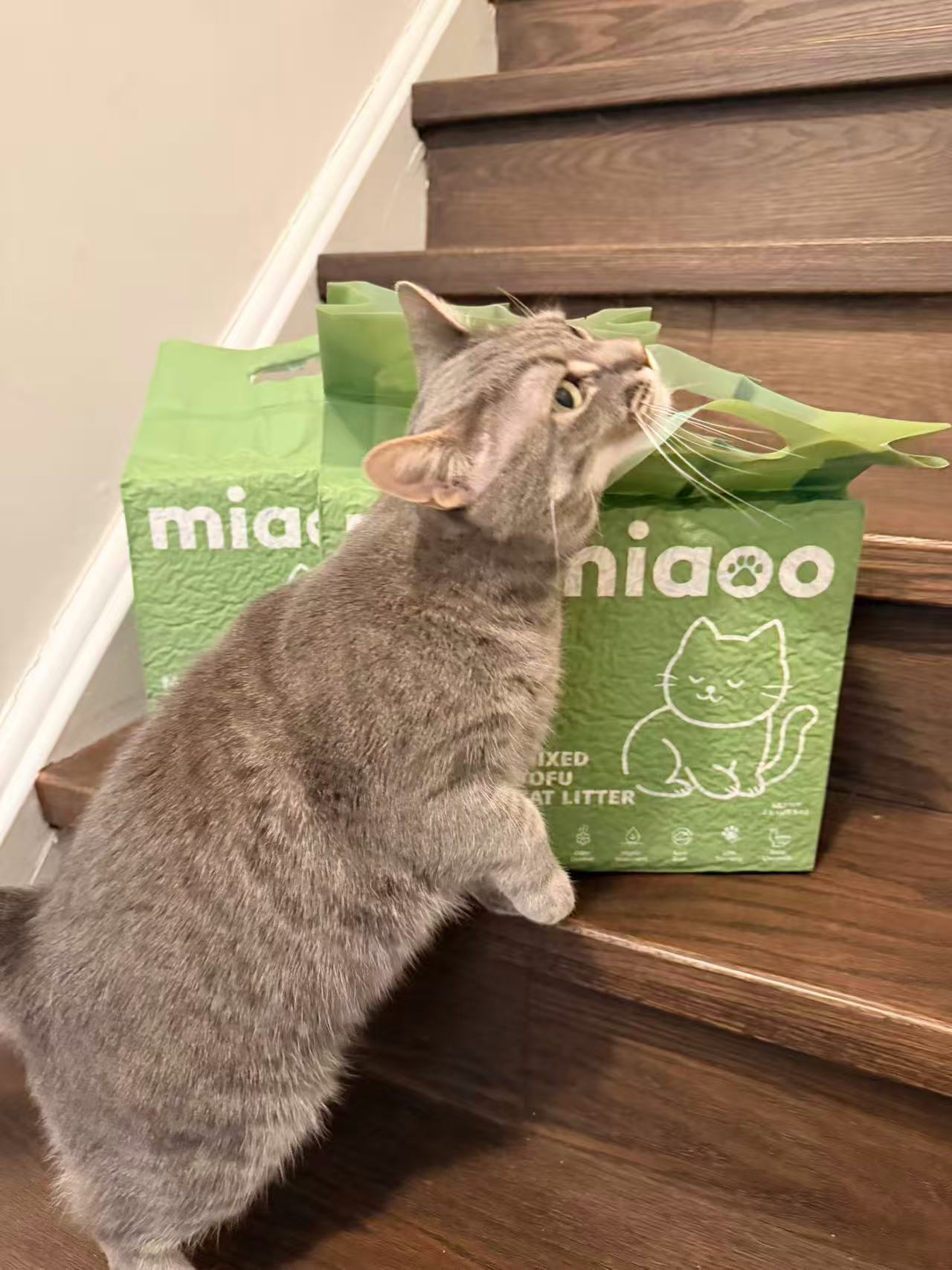 Cat Litter